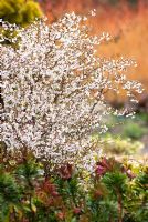 Prunus incisa 'Kojo-no-mai' -  Fuji Cherry with Euphorbia 'Whistleberry Garnet' - Spurge, Wolf's Milk. March, Spring.