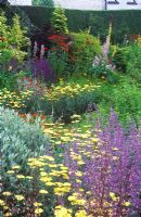Perennial borders at Richard Ayres garden, Cambridgeshire in June. Achillea 'Moonshine', Salvia x Superba, Lychnis coronaria, Lychnis chalcedonica, Verbascum, Salvia sclarea, Cotinus, Helenium.