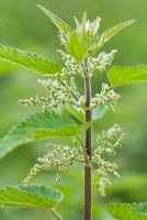 Urtica dioica - Stinging Nettle in flower. July 