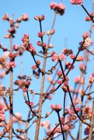 Viburnum x bodnantense 'Dawn'. February. Buds against a blue sky.