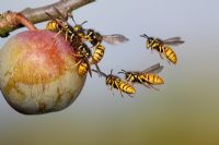 Vespula vulgaris - Common wasp on greengage