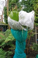 Borderline hardy palm, Washingtonia filifera cocooned in fleece and plastic mesh to protect ot over winter