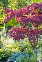 Japanese Maple - Acer palmatum 'Fireglow', syn. Acer palmatum 'Effegi', in border with Hostas 'Halcyon' and 'Shade Fanfare' at Foggy Bottom, Bressingham, Norfolk, UK