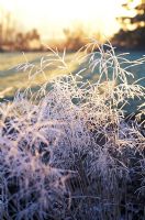 Close up of frost on Deschampsia cespitosa Goldtau - Syn. Golden Dew, Tufted hair grass in Winter