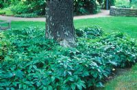 Helleborus x hybridus -  Hellebore. Portrait of plant used as groundcover at base of tree. Inniswood Gardens, Ohio, Columbus USA,  July. 