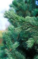 Close up of Pinus longaeva -  Great Basin Bristlecone pine, with needles showing scales. February.