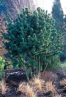 Pinus longaeva - Great Basin bristlecone pine, March