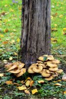 Armillaria - Honey Fungus spreading along tree roots in October, parasitic.