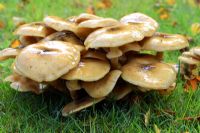 Armillaria - Spreading Honey Fungus in October, parasitic