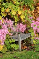 Wooden bench surrounded by Nerines and Vitis vinifera - Grape vine in late October