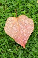 Cercis canadensis 'Forest Pansy' - Eastern Redbud leaf with raindrops in October