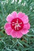Dianthus 'Indian Star'