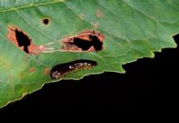 Caliroa cerasi - Pear slug, Cherry slug, Cherry sawfly. Larva on Cherry Leaf
