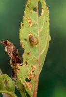 Figwort weevil pupae on Phygelius leaf.