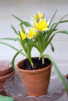 Tulipa tarda potted up in greenhouse
