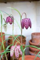 Fritilleria meleagris potted up in greenhouse -  Snakeshead Fritillery