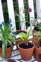 Pots of spring bulbs on bench- Fritilleria meleagris, Muscari, Erythronium, Anemone blanda