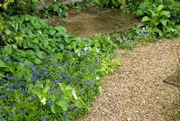 Stone step and gravel path with self seeded Omphalodes, Myosotis - Forget me not and Fragaria - Strawberry. Henbury Hall, Cheshire 