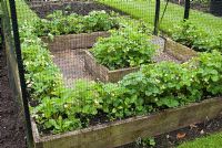 Fragaria - Strawberries in flower in raised wooden beds in protective netted cage. Henbury Hall, Cheshire