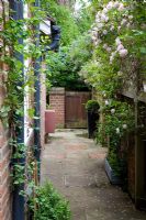 The passageway between front and rear gardens with Rosa 'Cécile Brünner' on trellis