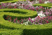 Buxus Box edged parterre infilled with Dianthus barbatus at Pitmedden - The National Trust for Scotland