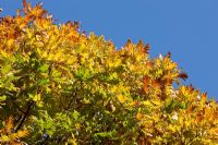 Quercus frainetto - Hungarian Oak, autumn foliage