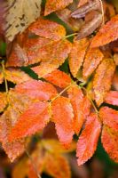 Eucryphia glutinosa - autumn foliage