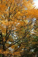 Betula lenta - autumn foliage