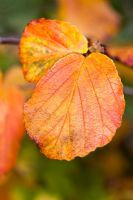 Hamamelis x intermedia 'Feuerzauber' - autumn foliage