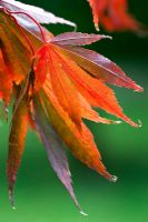 Acer palmatum 'Bonnie Bergman' - autumn foliage