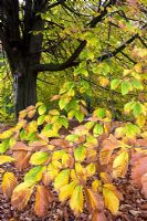 Fagus crenata - Japanese beech, autumn foliage