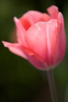 Tulipa 'Palestrina' shot at Broughton Grange. April.