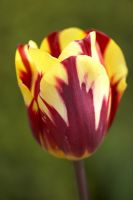 Tulip 'Helmar' shot at Broughton Grange. April.