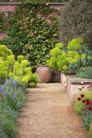 Path leading to terracotta pot with Actinidia kolomikta and Schizophragma hydrangeoides on wall behind and Euphorbia characias subsp. 'wulfenii' and Camassia leichtlinii in front. Broughton Grange in April