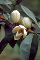 Magnolia michelia 'All Spice' - Tregrehan, Cornwall. April