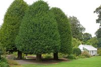 Square of early seventeenth century clipped Taxus baccata - Yew - trees with Victorian greenhouse at Malleny Garden, Midlothisn, owned by The National Trust for Scotland