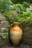 Large classical urn adjacent to stone wall with Alchemilla mollis, Saxifraga umbrosa - London Pride, Hosta and Geranium