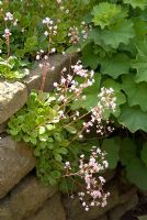 Saxifraga x urbium -  London Pride - and Alchemilla mollis growing through cracks in stone wall