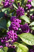 Callicarpa bodinieri var. giraldii berries in autumn