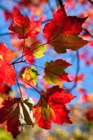 Acer rubrum 'Schlesingeri' foliage in autumn