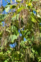 Catalpa ovata 'Flavescens' seed pods in autumn