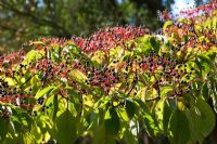Cornus controversa 'Pagoda' berries in autumn