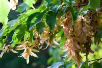 Carpinus betulus - Hornbeam seeds in autumn