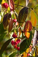 Euonymus europaeus 'Atrorubens' berries and foliage in autumn