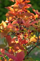 Photinia villosa var zollingeri in autumn