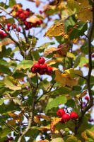Crataegus coccinea berries in autumn