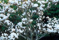 Magnolia x soulangeana 'Pickards Sundew'