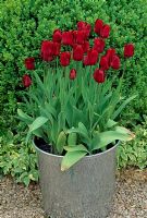 Tulipa praestans 'Fusilier' - Tulipa in a silver metal container, Veddw House Garden