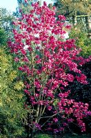 Magnolia mollicomata 'Lanarth'