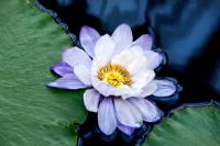 Nymphaea Waterlily